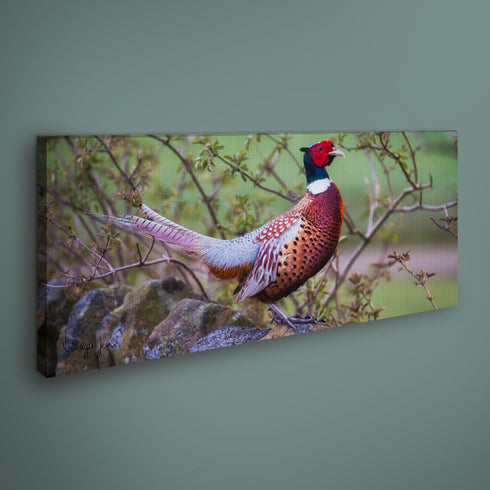 PANORAMIC - The Perfect Pheasant - 1.2m x 50cm